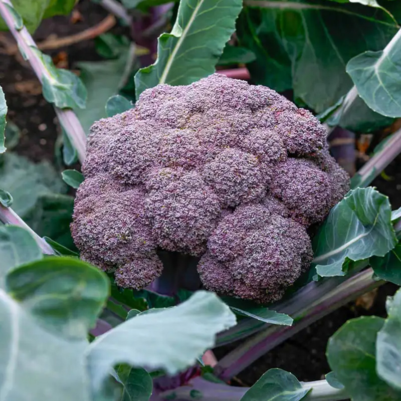 BROCCOLI PURPLE MAG ORG 4PK