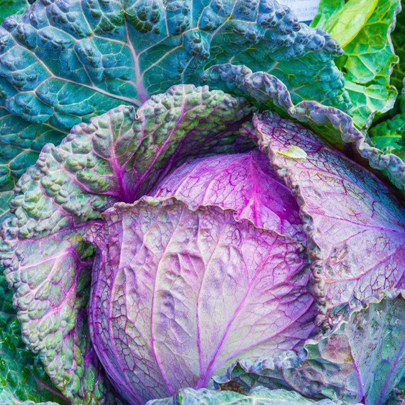 CABBAGE RED ORG 4PK