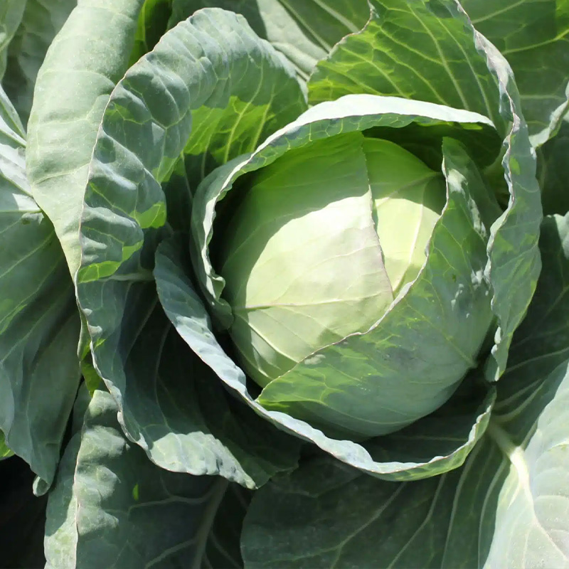 CABBAGE FARAO ORG 4PK