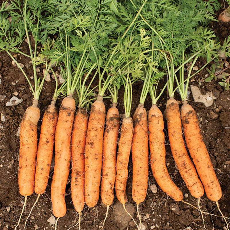 CARROT ADELAIDE ORG 4PK