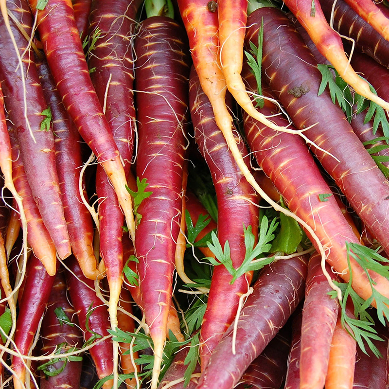 CARROT DRAGON ORG 4PK