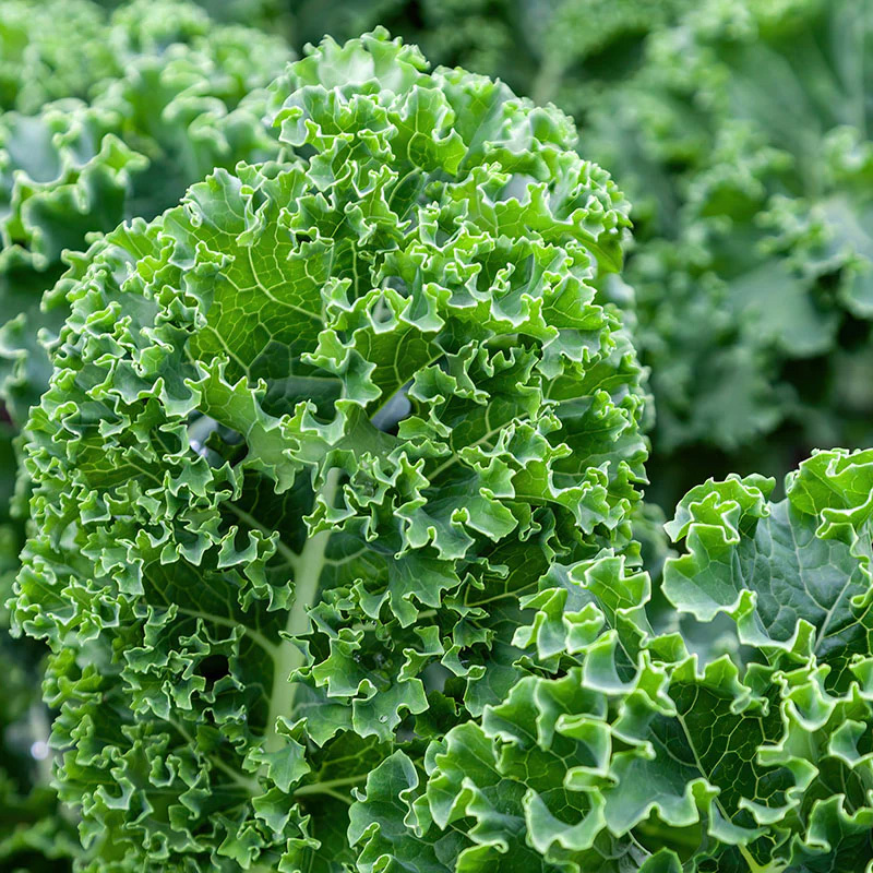 KALE GREEN CURLY ORG 4PK
