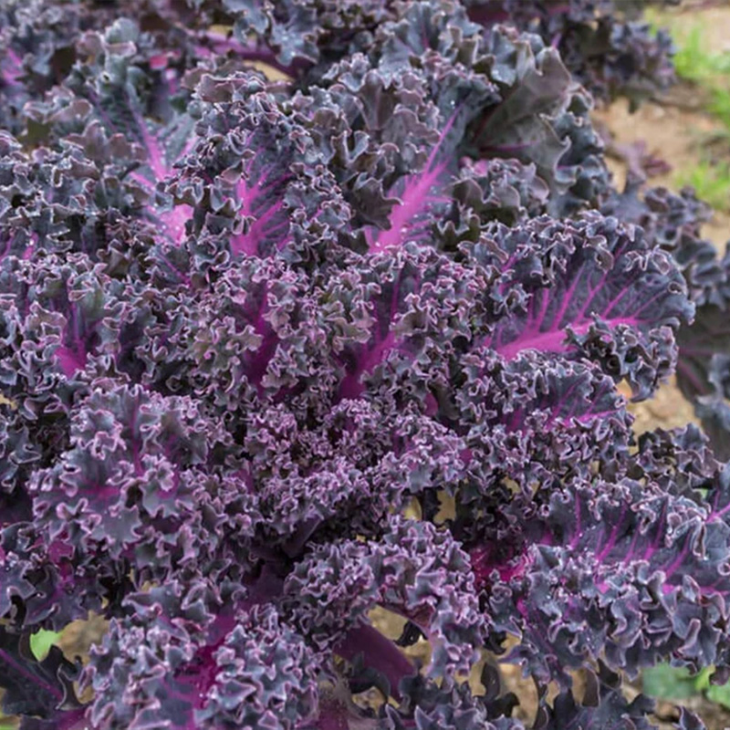 KALE SCARLET ORG 4PK