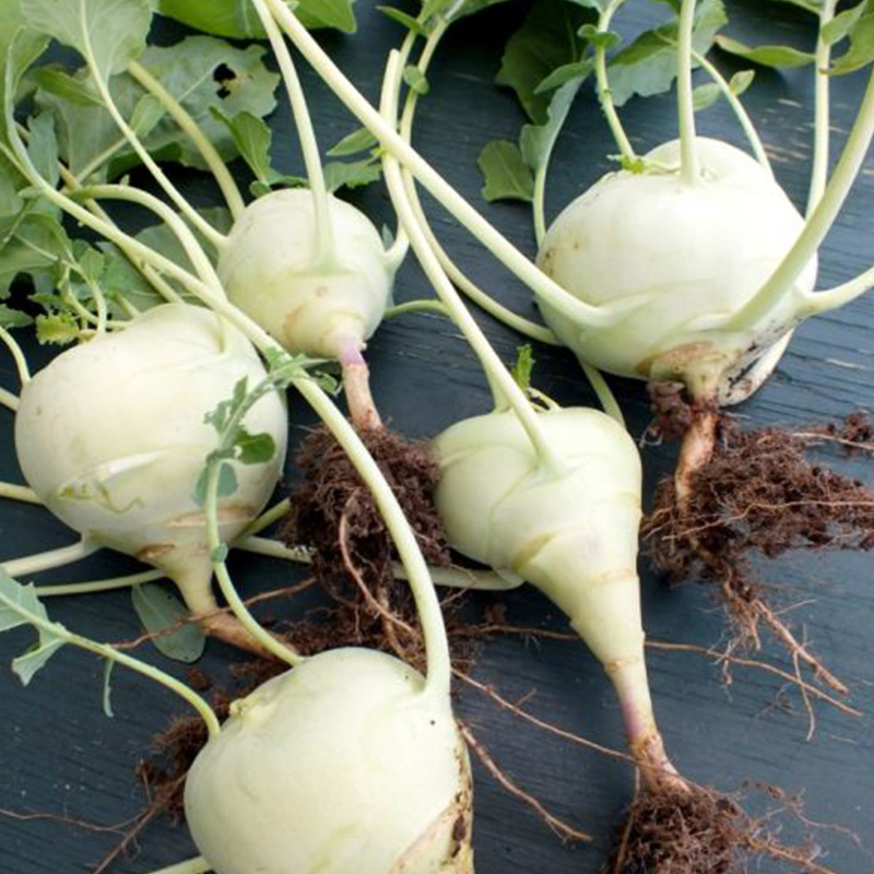 KOHLRABI KORIST ORG 4PK