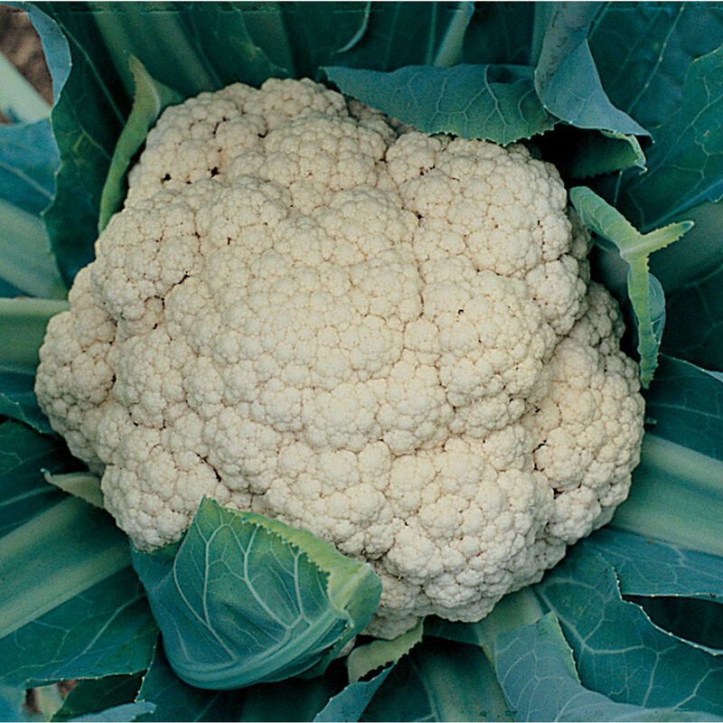 CAULIFLOWER SNOW CRWN ORG