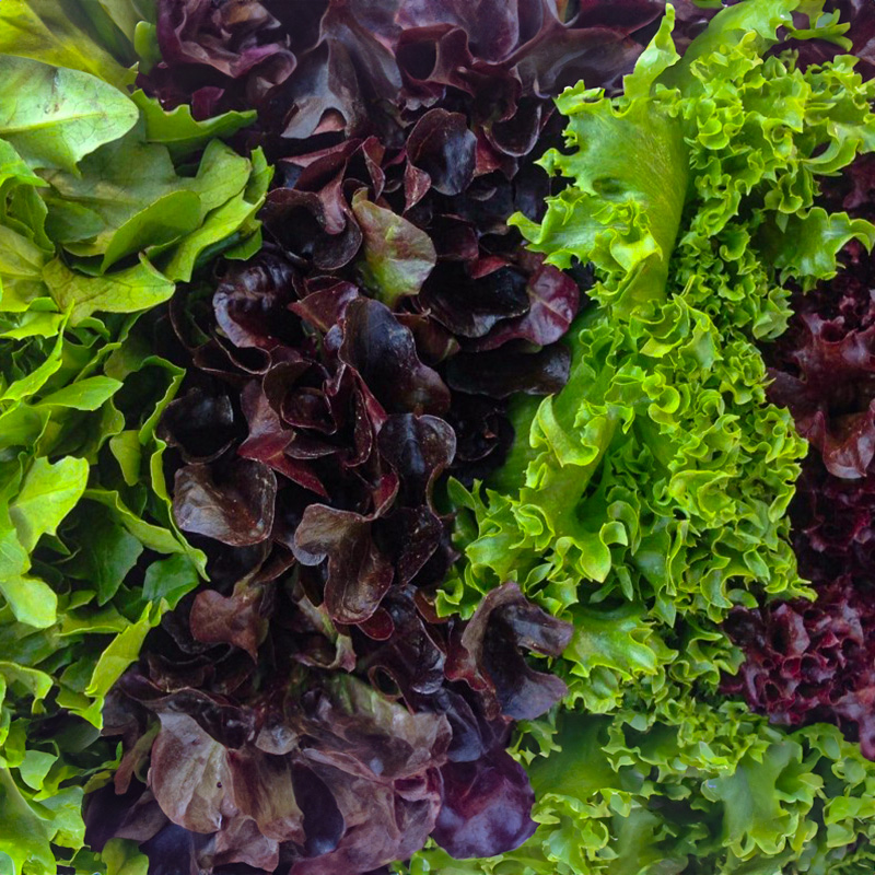 LETTUCE BABY HEAD ASST ORG 4PK