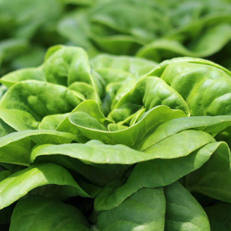 LETTUCE BUTTERCRUNCH ORG 4PK
