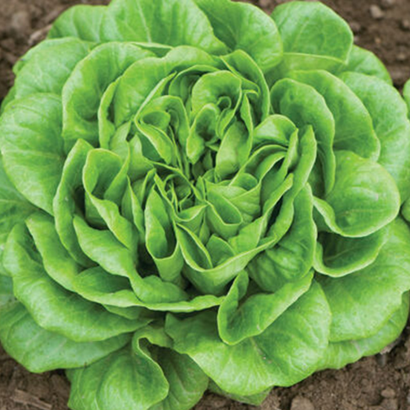 LETTUCE SALANOVA ORG 4PK