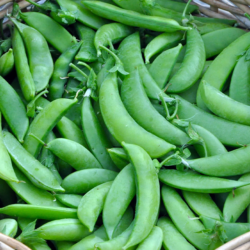 PEAS SUGAR SNAP ORG 4PK