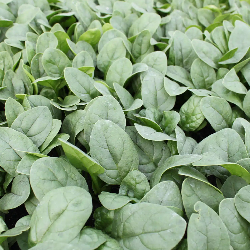 SPINACH ASHLEY ORG 4PK