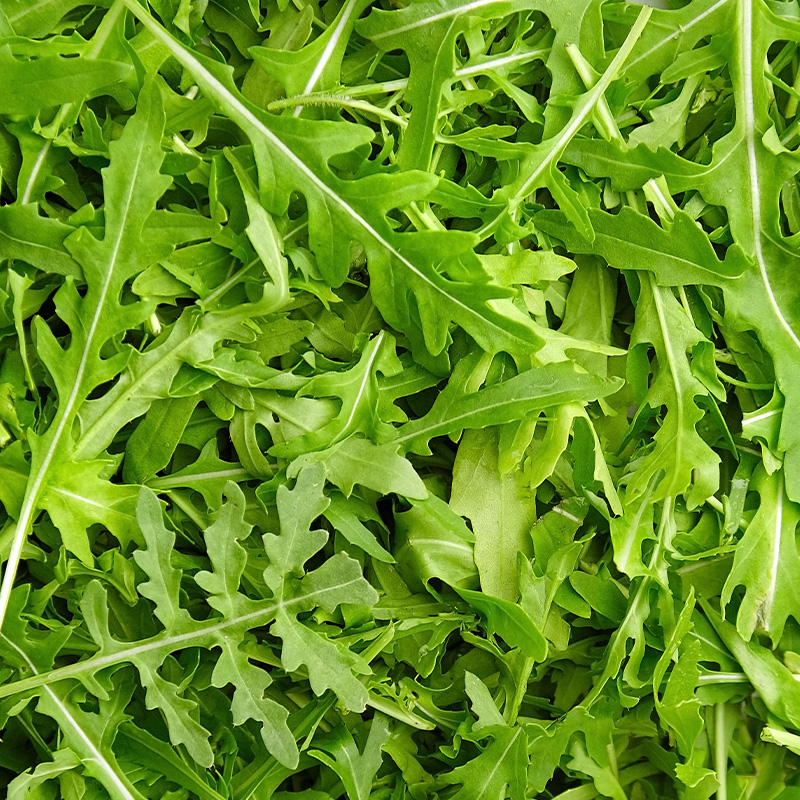 ARUGULA NEMESIS ORG 4PK