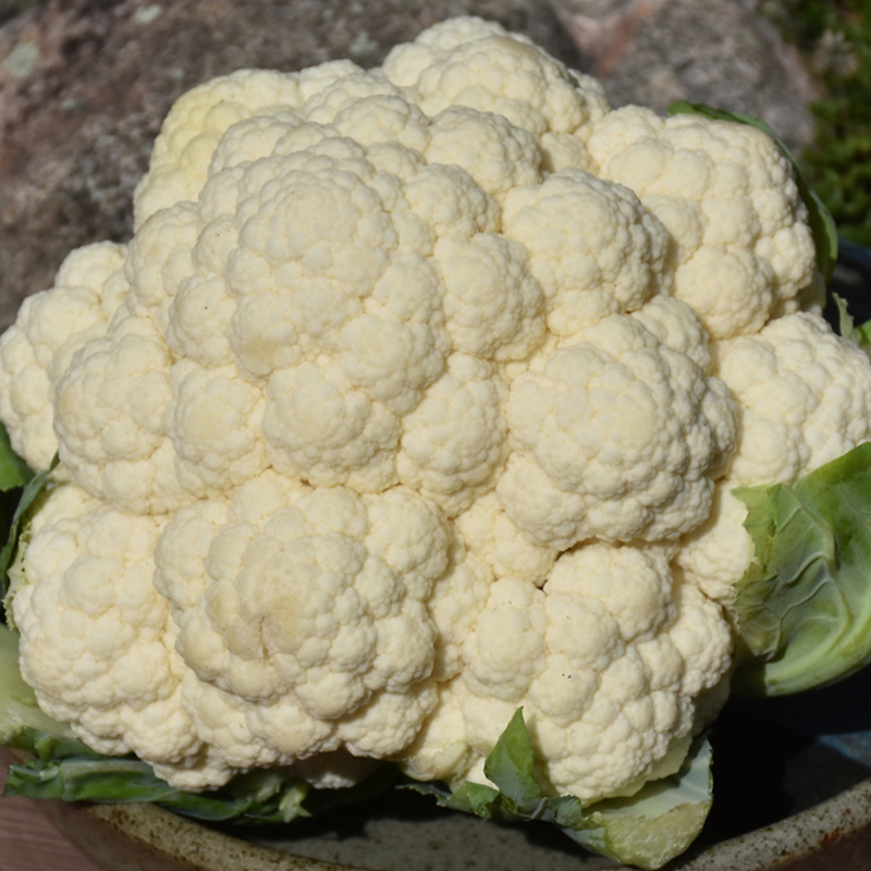 CAULIFLOWER SNOW ORG 4PK