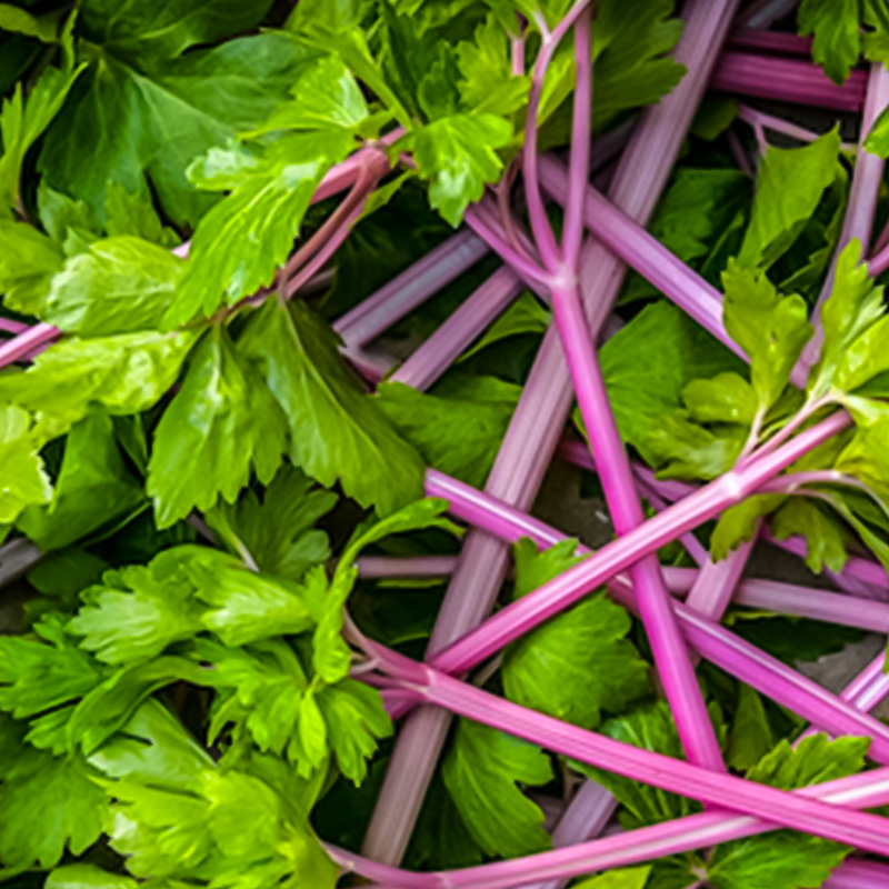 CELERY PINK PLUME ORG 4PK