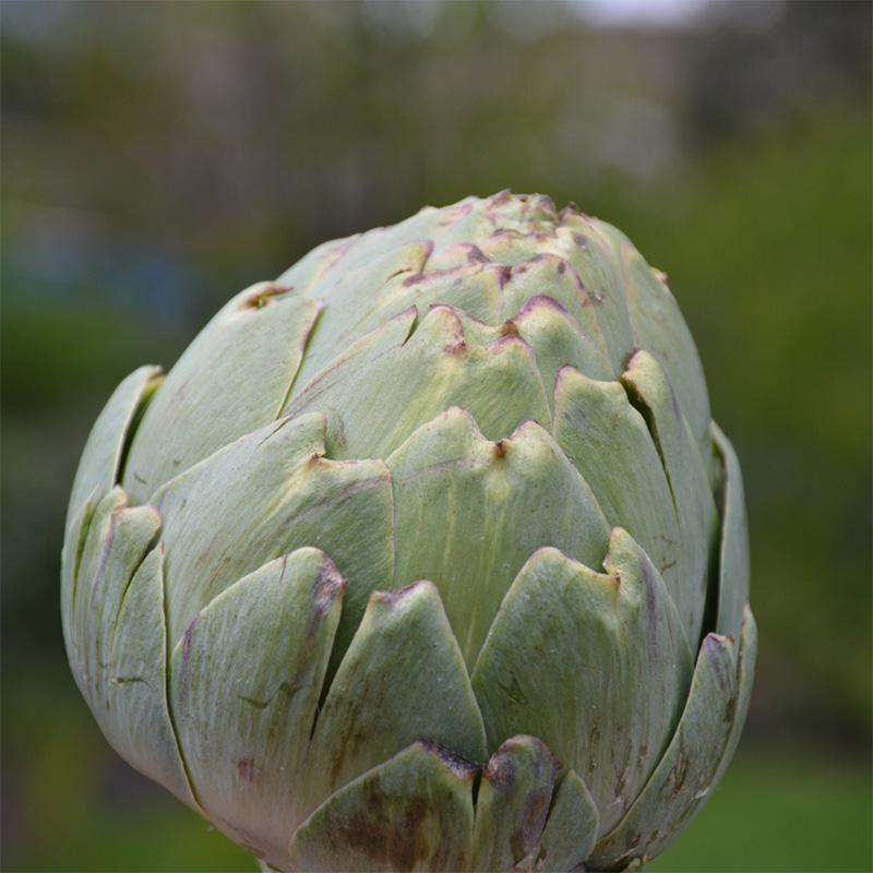 ARTICHOKE GLOBE ORG 3.5"