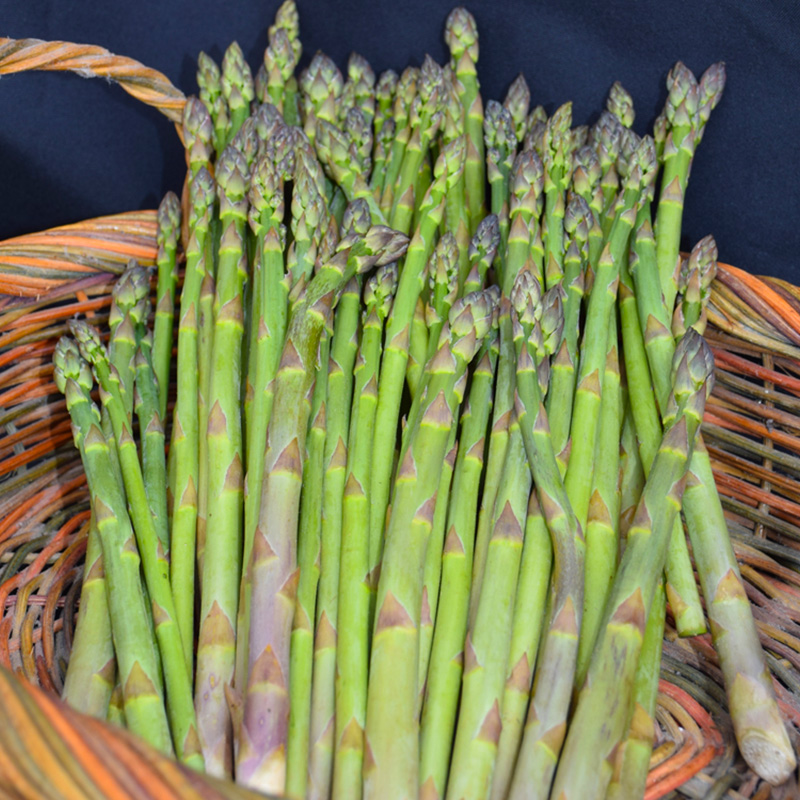 ASPARAGUS JERSEY KNIGHT ORG 3.5"