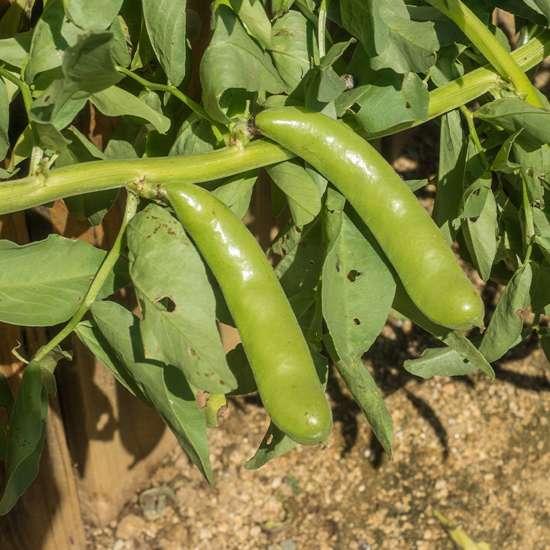 BEANS FAVA WINDSOR ORG 4PK