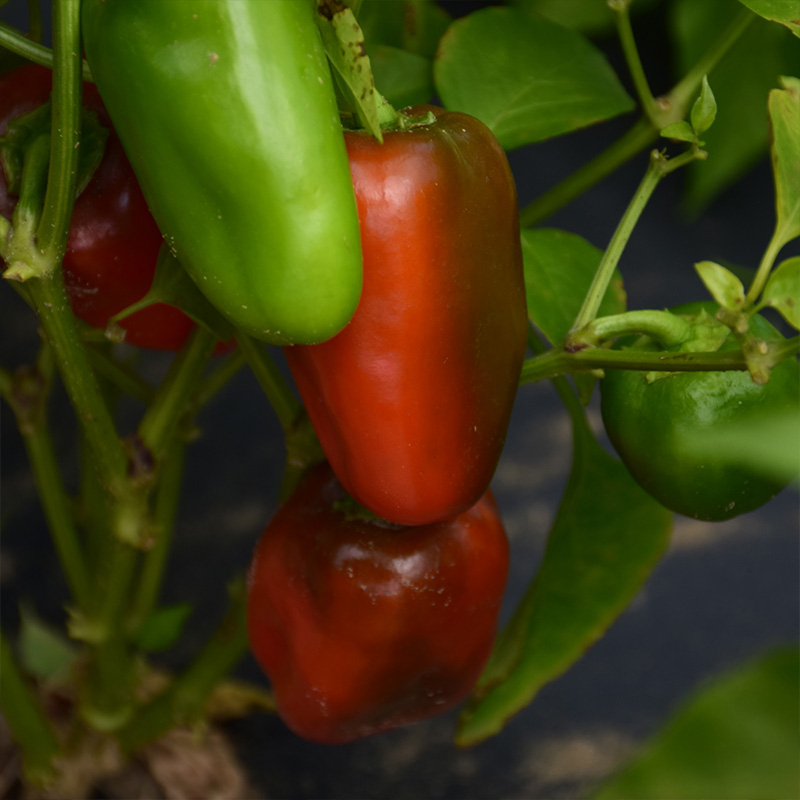 PEPPER CAJUN BELLE 6"