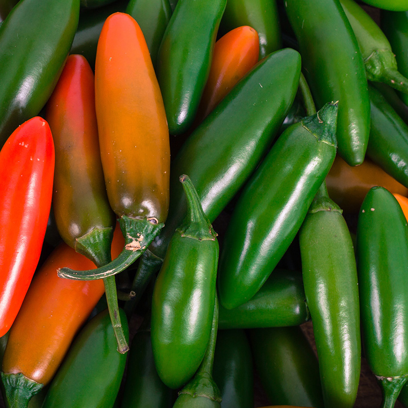 PEPPER JALAPENO 6"
