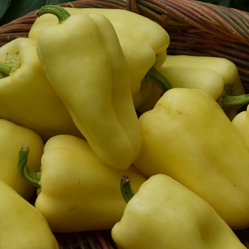 PEPPER JUST SWEET 6"