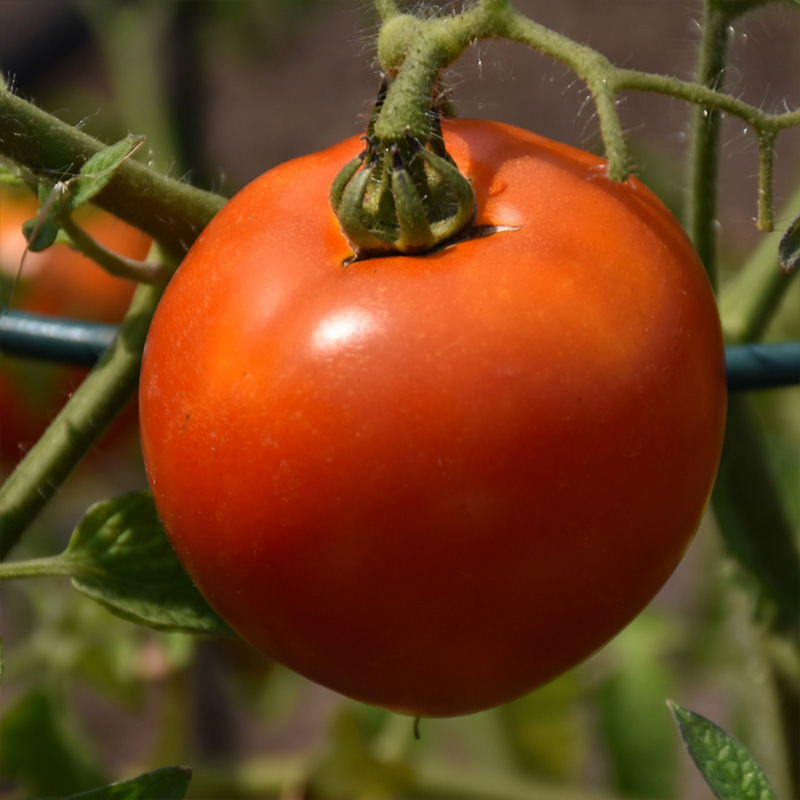 TOMATO BETTER BOY PLUS 6"