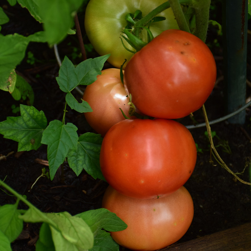 TOMATO BIG BEEF PLUS 6"