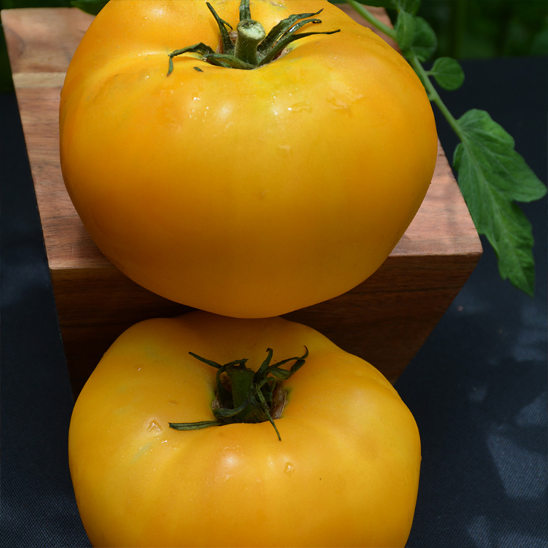 TOMATO BRANDYWINE 6"