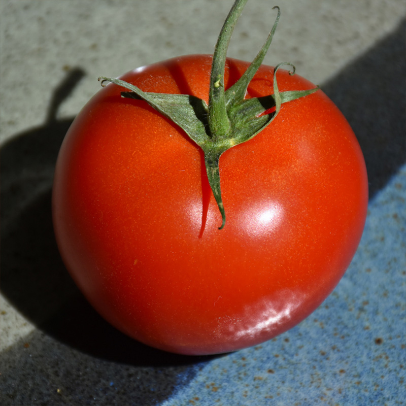 TOMATO EARLY GIRL PLUS 6"