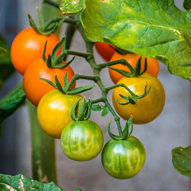 TOMATO SUN GOLD 6"
