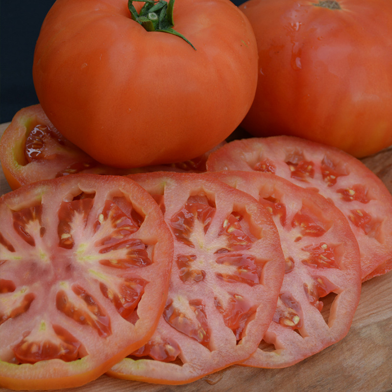 TOMATO BEEFMASTER 6"