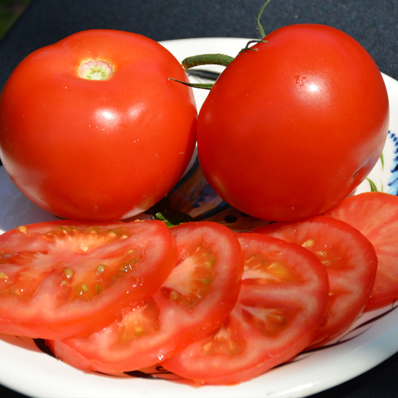 TOMATO BIG BOY 6"