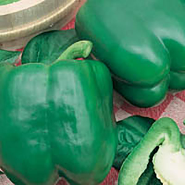 PEPPER BETTER BELLE 4PK