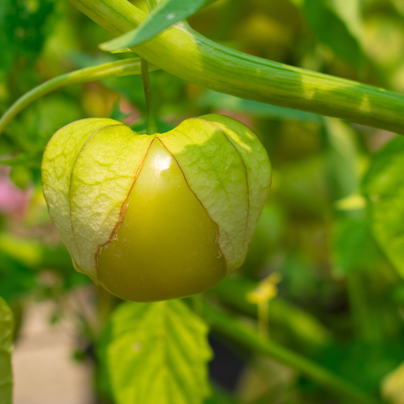 TOMATILLO TOMA VERDE