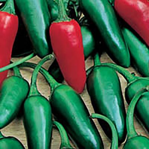 PEPPER JALAPENO 4PK