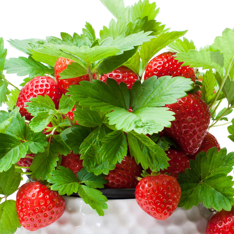 HB STRAWBERRY EVERBEARING