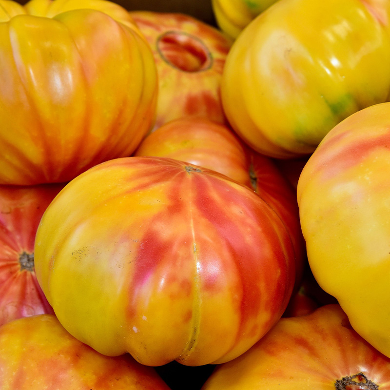 TOMATO MR. STRIPEY 6"