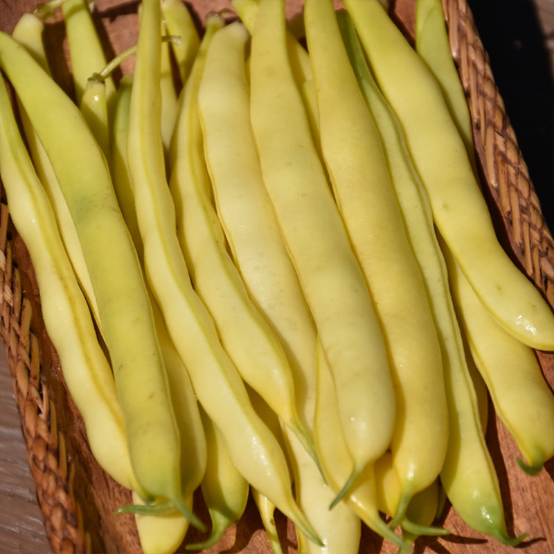 BEANS YELLOW SNAP 4PK