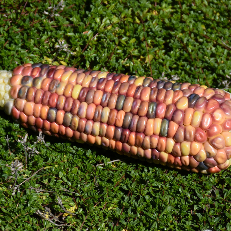 CORN ORNAMENTAL GLASS ORG 4PK