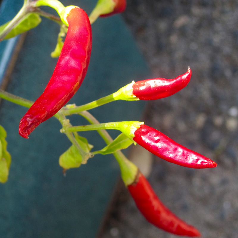 PEPPER SUPER CHILI