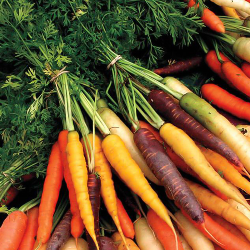 CARROT RAINBOW MIX 4PK
