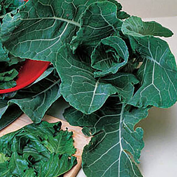 COLLARDS GEORGIA 4PK