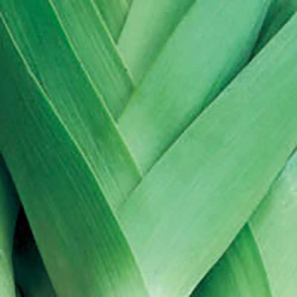 LEEK 4PK