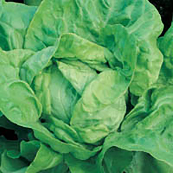 LETTUCE BUTTERCRUNCH 4PK