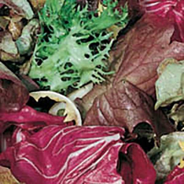 LETTUCE MESCLUN MIX 4PK