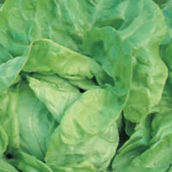 LETTUCE ROMAINE PARRIS ISLAND 4P