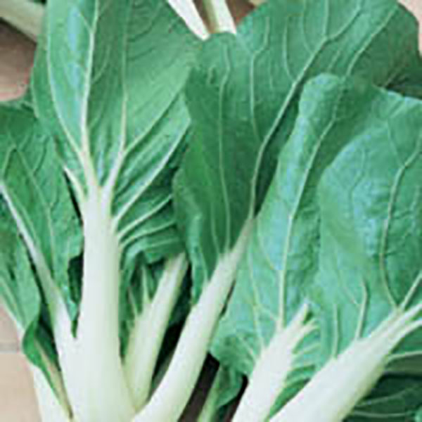 PAK CHOI TOY CHOY 4PK