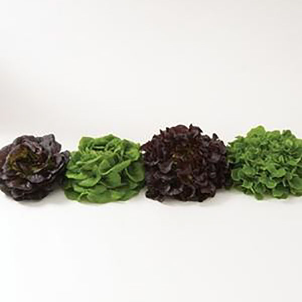 LETTUCE INCISED RED ORGANIC QT