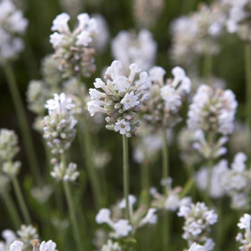 HERB LAVENDER ARCTIC ORG 3.5"