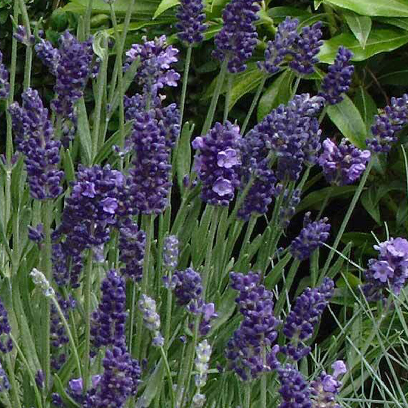 HERB LAVENDER ELLAGANCE ORG 3.5"