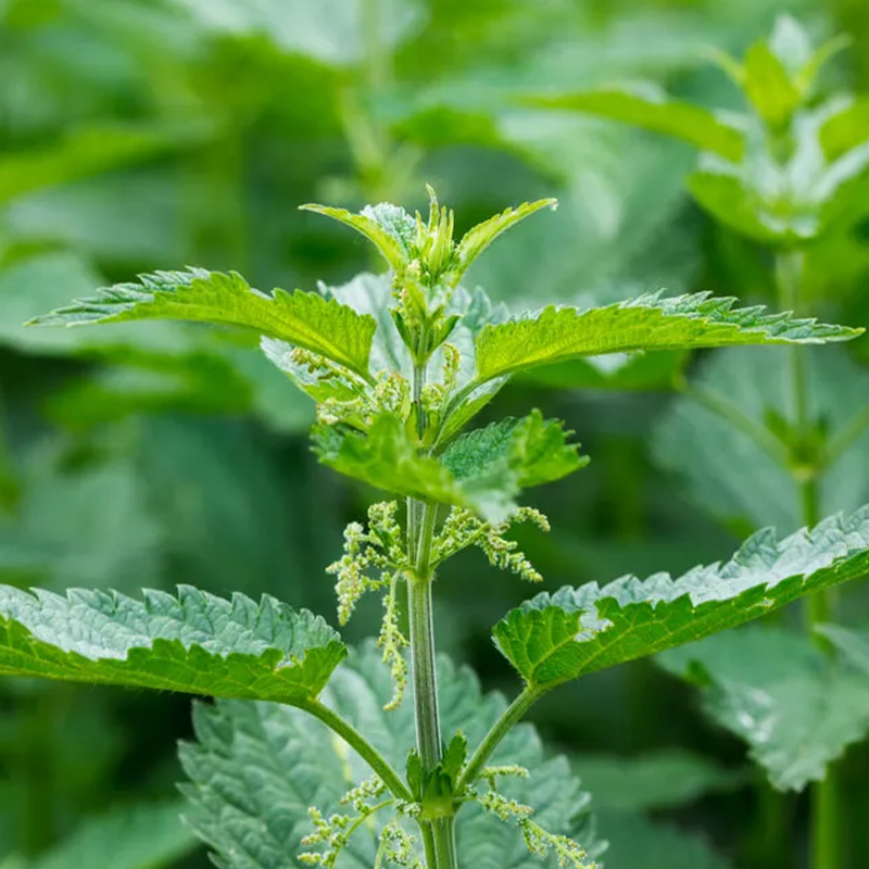 HERB STINGING NETTLE ORG 3.5"