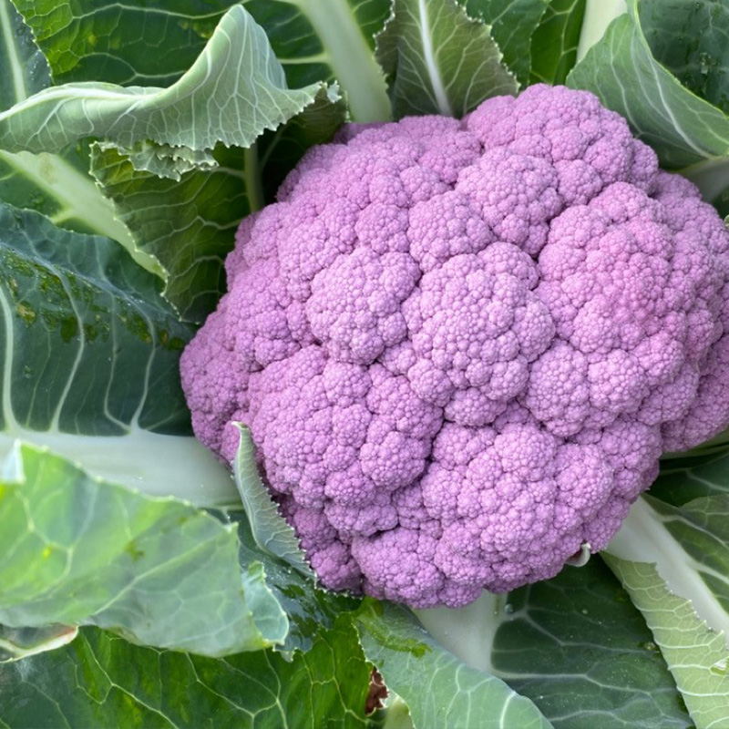CAULIFLOWER DARK VADER 4PK